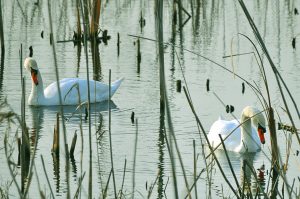 familie de lebede