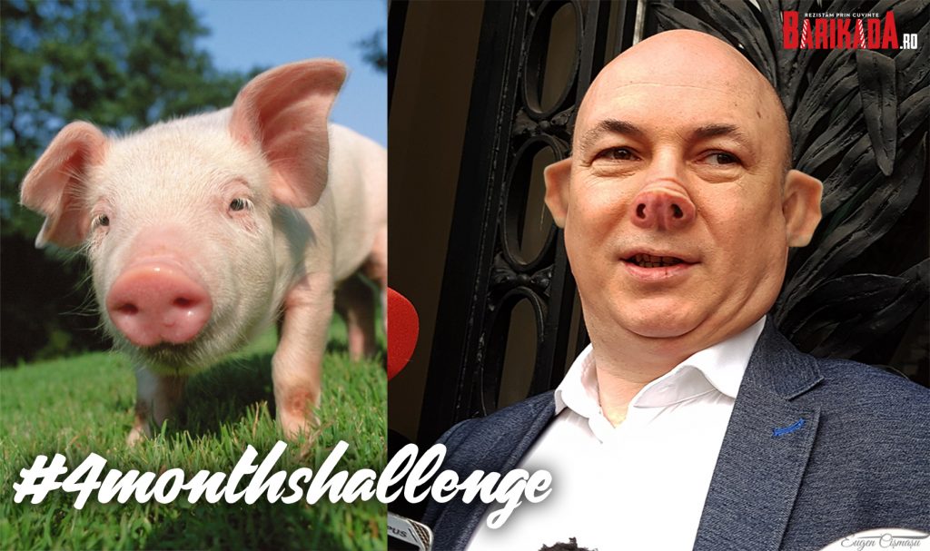 codrin stefanescu porc