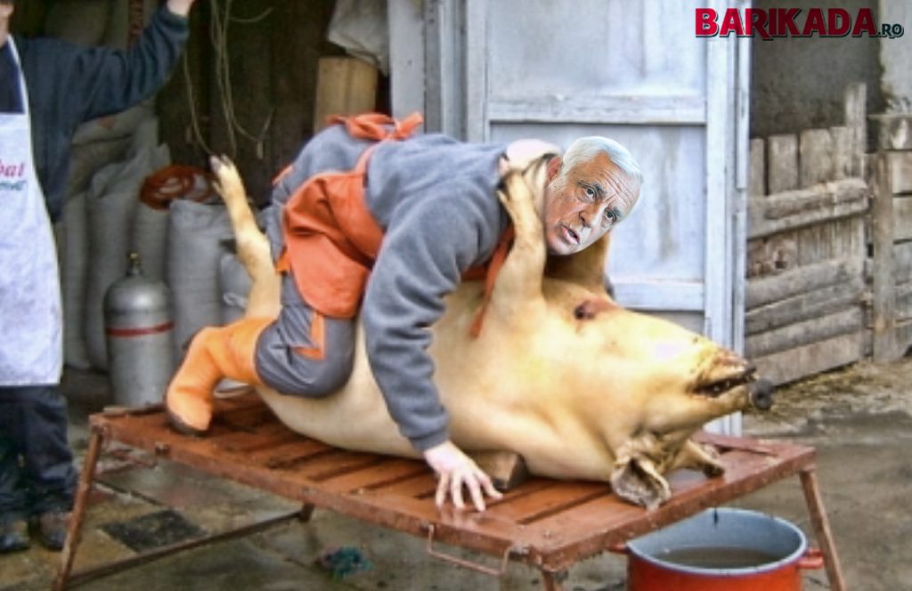 daea porc craciun