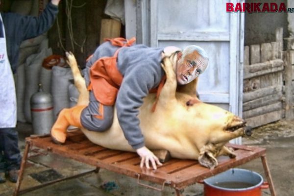 daea porc craciun