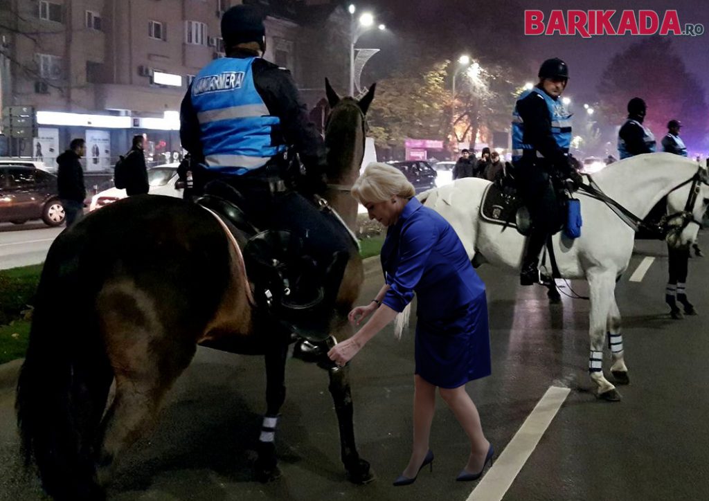 dancila animale