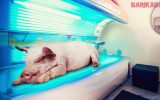 porc la solar