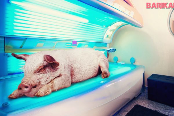 porc la solar