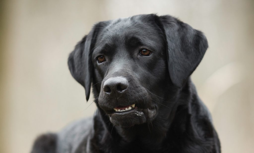 labrador