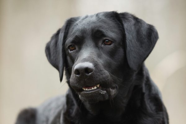 labrador
