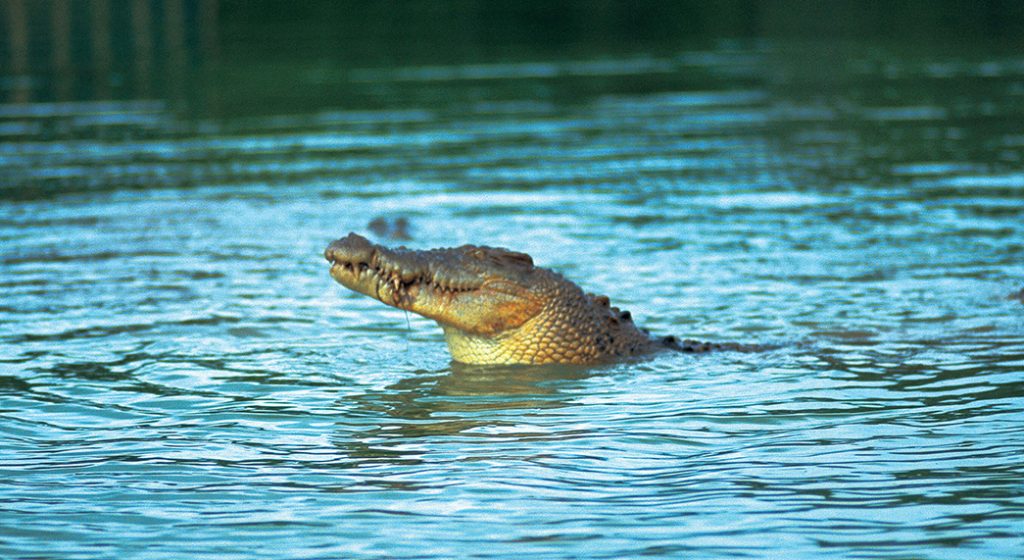 pastor mancat de crocodili2