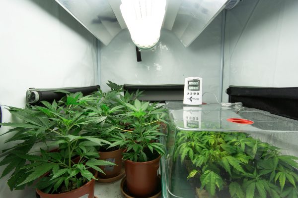 canabis in apartament