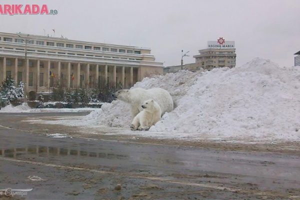 ursi-polari-in-piata-victoriei