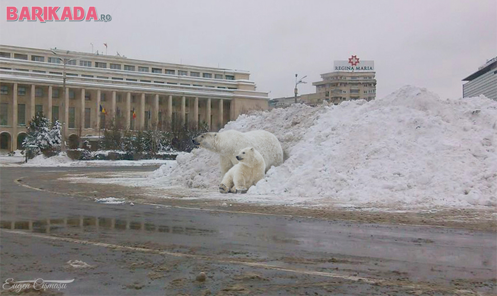 ursi-polari-in-piata-victoriei