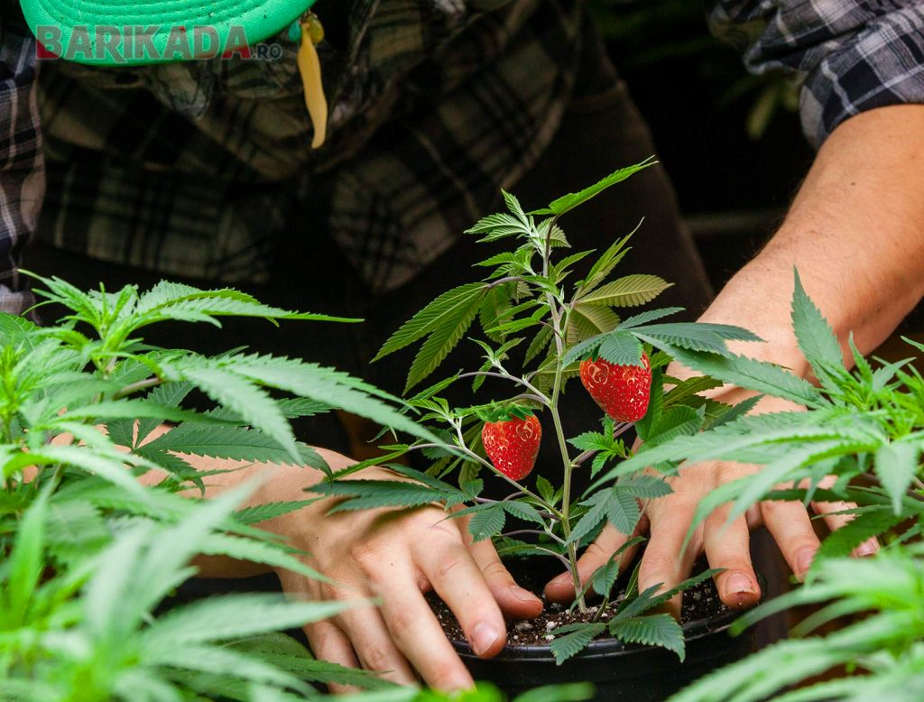 capsuni marijuana barikada