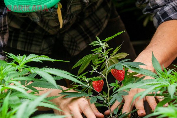 capsuni marijuana barikada