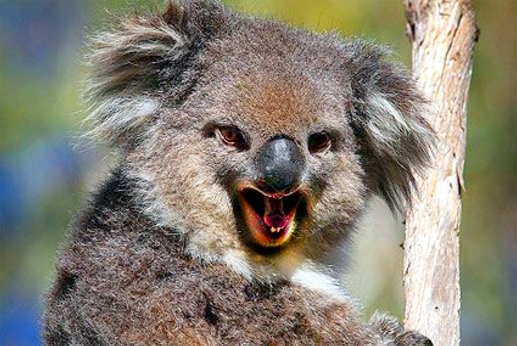 activista anti vaccin koala