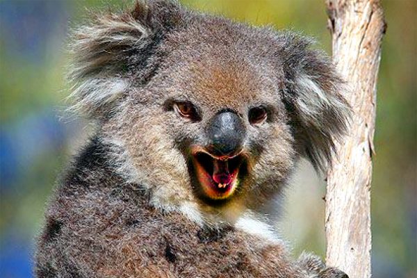 activista anti vaccin koala