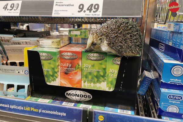 arici prezervative lidl