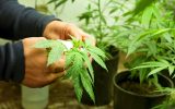 marijuana